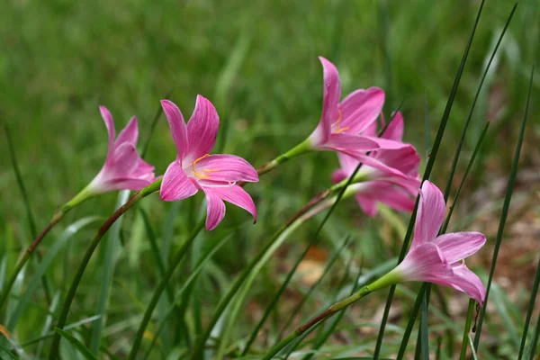 Küçük pembe çiçek — Stok fotoğraf