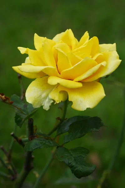 Žlutá růže v zahradě — Stock fotografie