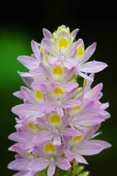 Macro pequena flor roxa — Fotografia de Stock