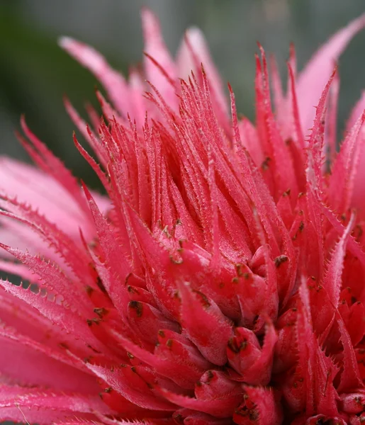 Macro red bromeliad — Stock Photo, Image