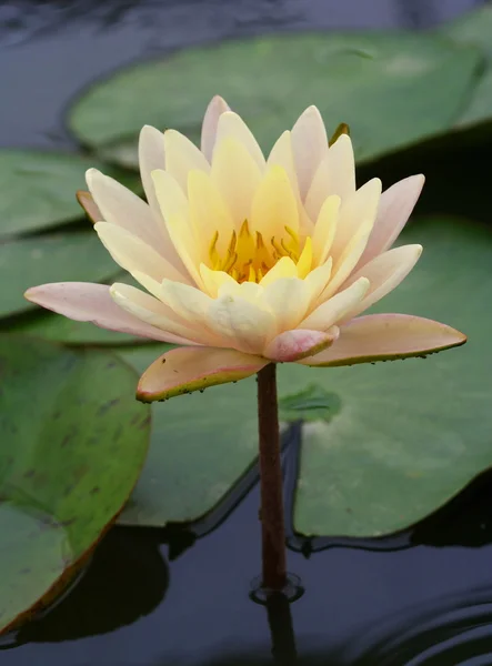 Weißer gelber Lotus — Stockfoto