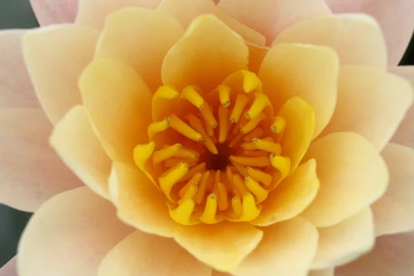 Macro fond jaune lotus — Photo