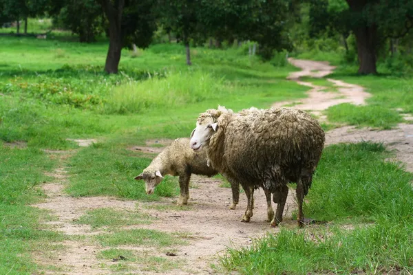 羊妈妈和羊肉 — 图库照片