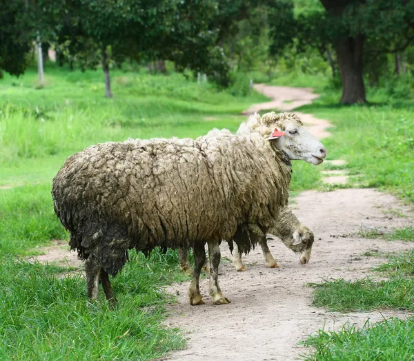 Sheep mother and lamb — Stock Photo, Image