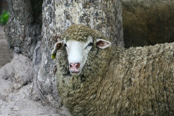 Ovce obličej — Stock fotografie
