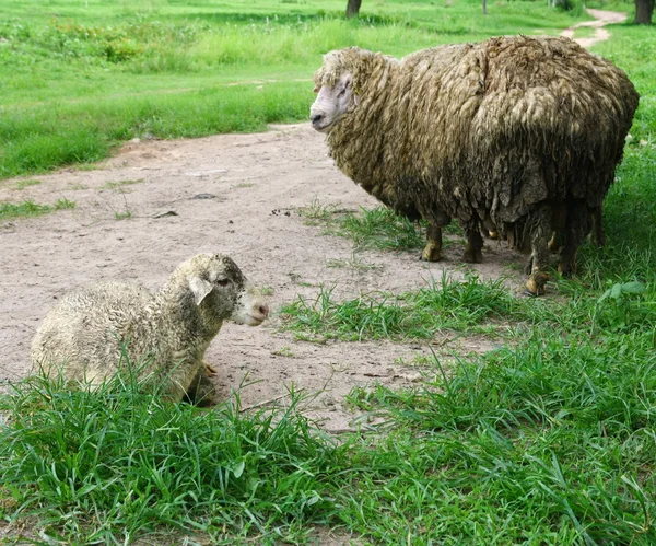 子羊と羊 — ストック写真