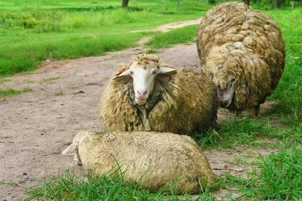 Group on sheep — Stock Photo, Image