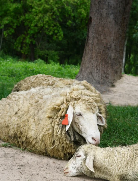 羊の家族 — ストック写真