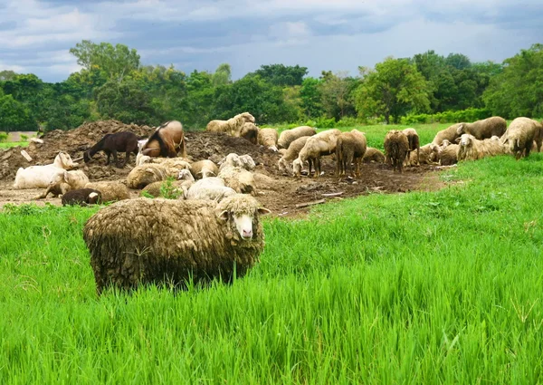 Sheep group in greenfield — Stock Photo, Image