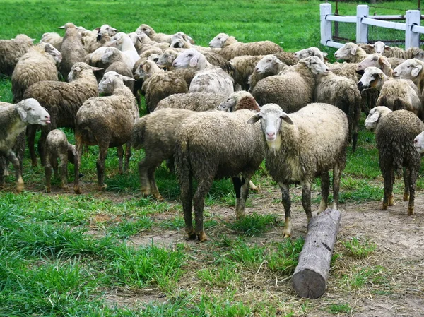 Group of sheep — Stock Photo, Image