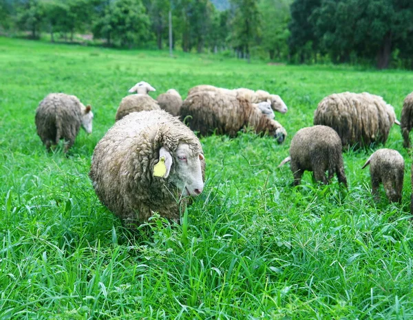 Sheep in field — 图库照片