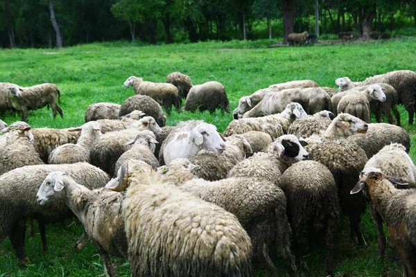 Sheep in field — Stock Photo, Image