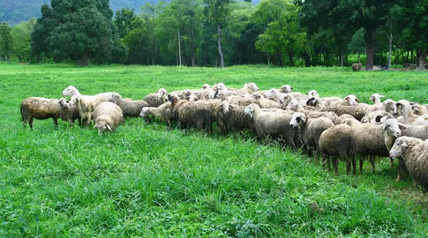 Sheep in farmland — Stock Photo, Image