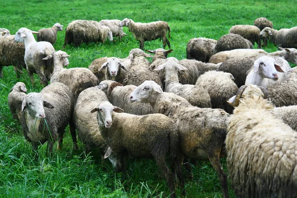 Sheep in field — Stock Photo, Image