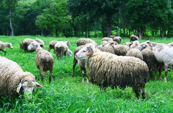 Sheep in grassland — Stock Photo, Image