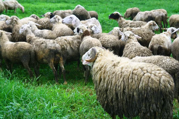 Grupa owiec — Zdjęcie stockowe