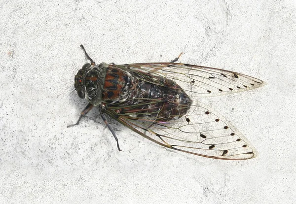 Cicada, Tailândia — Fotografia de Stock