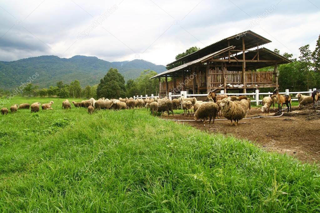 Sheep farm and barn