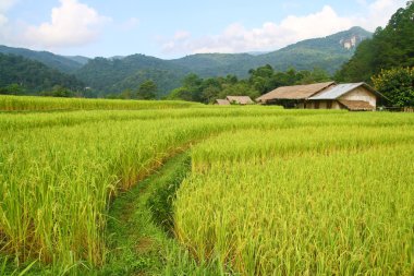 pirinç alanları görüntüleme, Tayland
