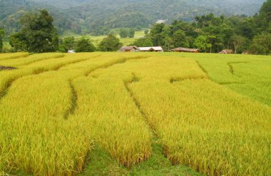 Teraslı pirinç alanları görüntüleme, Tayland