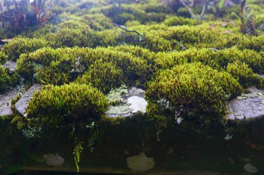 Çatıda moss