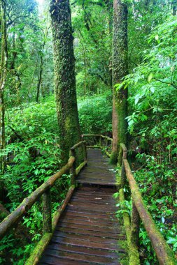 geçit derin orman, chiang mai, Tayland