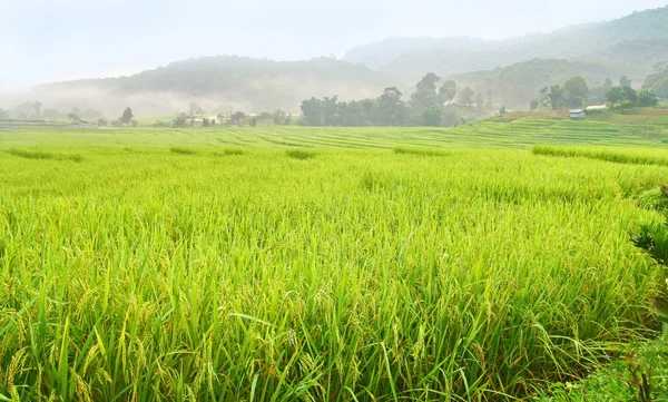 Pista de paddy adosada, Tailandia — Foto de Stock