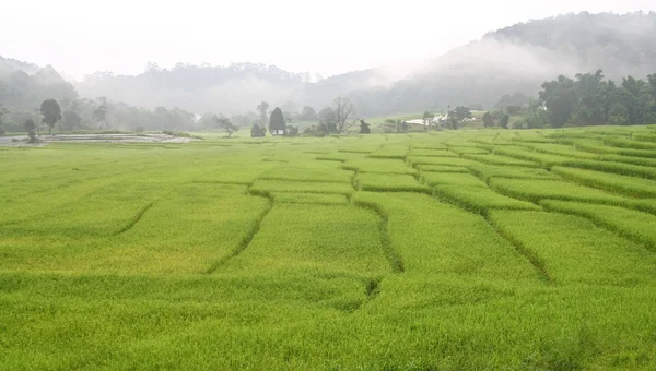Belo campo de arroz — Fotografia de Stock