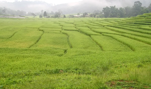 Mooie rijst veld met mist in thailand — Stockfoto