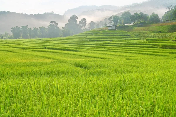 Terraced rice fields with mist view, Thailand — Stock Photo, Image