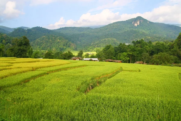 Terrazzo vista campi di riso, Thailandia — Foto Stock