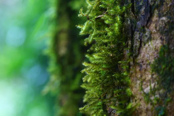 Cerrar musgo en el árbol —  Fotos de Stock