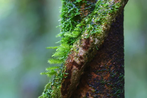 Close up moss on tree — Stock Photo, Image