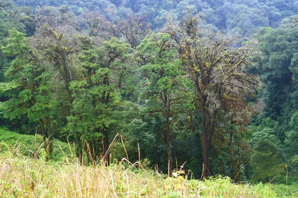 Forest, Intanon mountain , Thailand — Stock Photo, Image