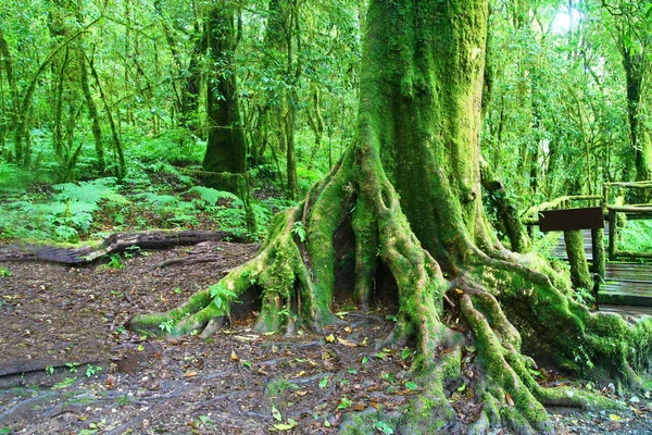 在森林深处，在泰国清迈的 intanon 山的一棵大树 — 图库照片