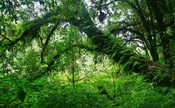 Grande albero con felce nella foresta profonda, Thailandia — Foto Stock