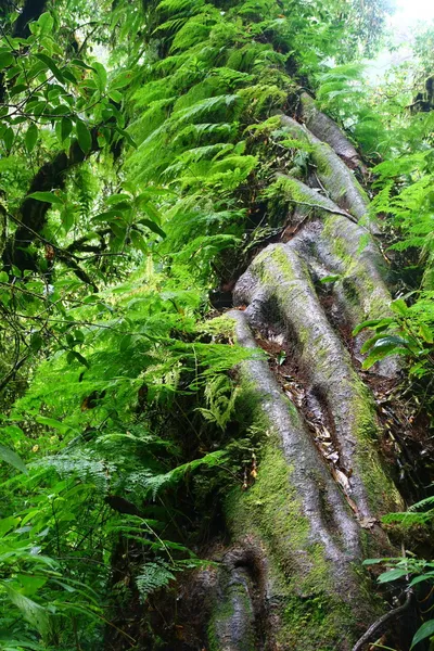 Fern on big tree in forest — Stock Photo, Image