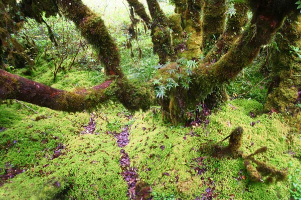 Bosque profundo, Montaña Intanon, Chiang Mai, Tailandia —  Fotos de Stock