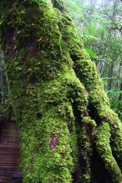 Árbol grande con musgo —  Fotos de Stock