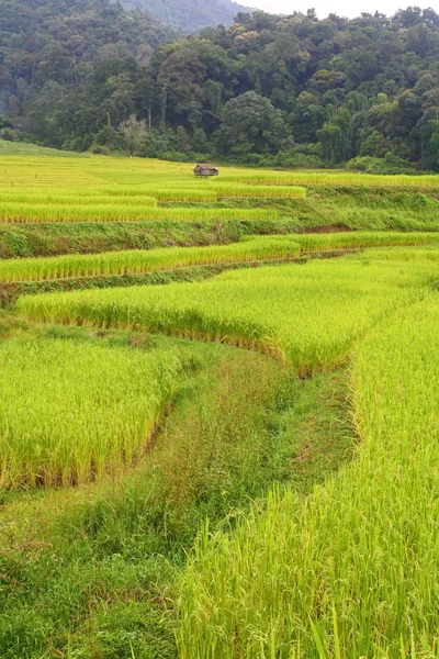 Terrazas arrozales, Chaing Mai, Tailandia —  Fotos de Stock