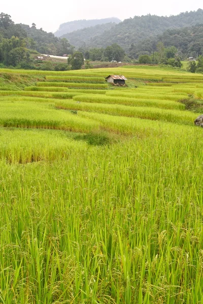 Затертые рисовые поля и домик — стоковое фото