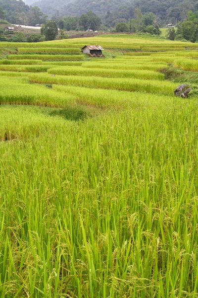 Krok rýžových polí, chiang mai, Thajsko — Stock fotografie