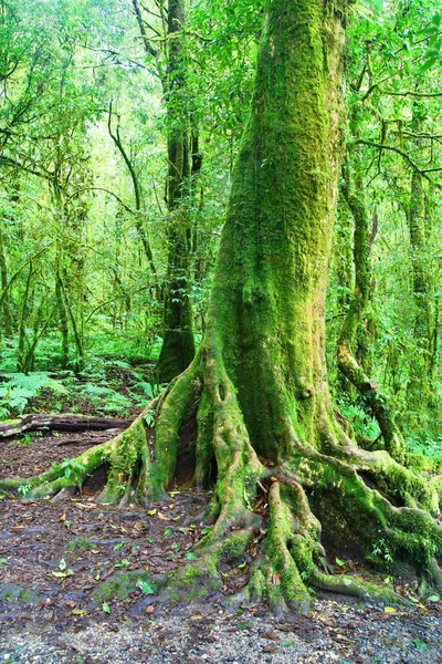 Árbol grande en bosque profundo, Montaña Intanon en Chiang Mai, Tailandés —  Fotos de Stock