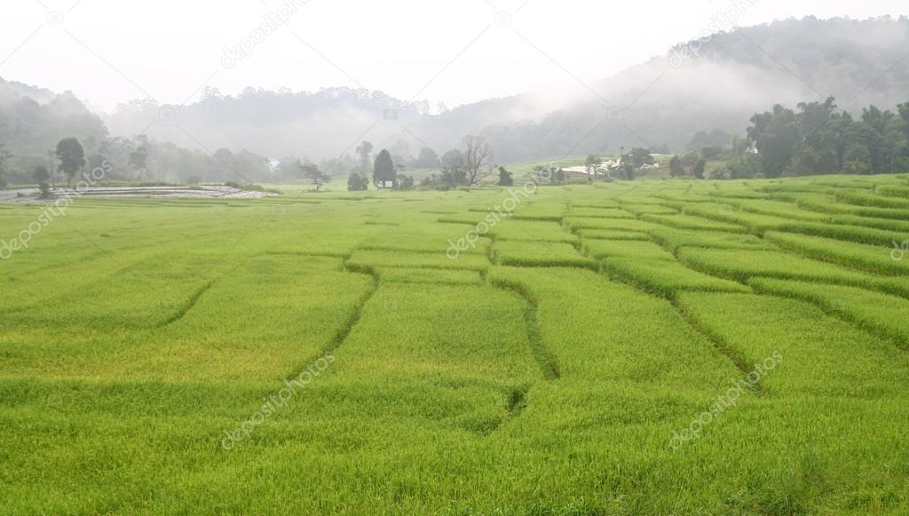 Beautiful rice field