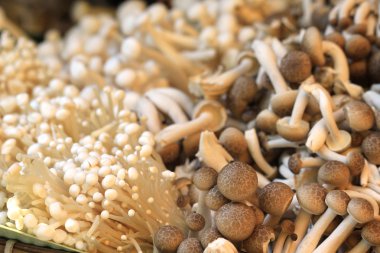 birçok mix mantar kapatmak