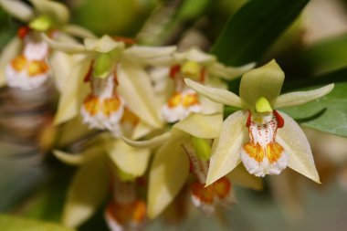 küçük Orkide Tayland kadar yakın