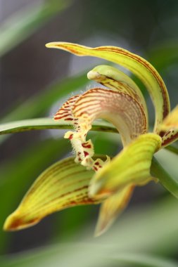yakın sarı cymbidium orkide