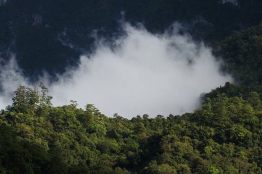 sis kapağı yeşil orman Tayland