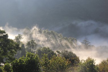 ormanda, chiang mai sis