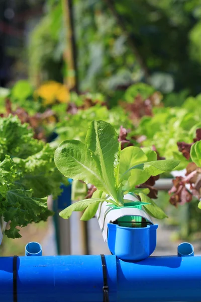 Roble verde en huerta hidropónica granja — Foto de Stock